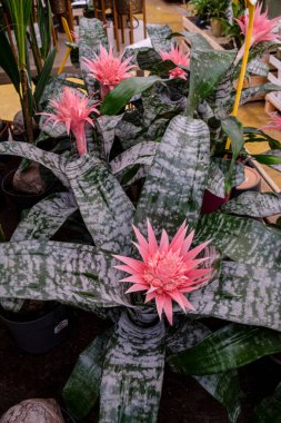Aechmea fasciata, Mallorca, Balear Adaları, İspanya
