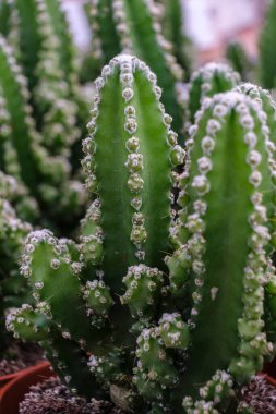 Bilgisayar için kaktüs, Cereus uruguayanus, Mallorca, Balear Adaları, İspanya