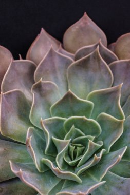 Echeveria affinis, Mallorca, Balearic Adaları, İspanya