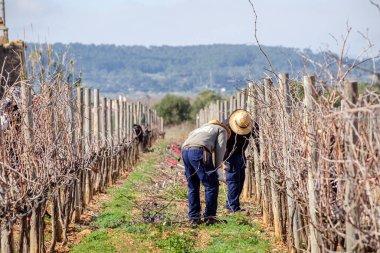Asmaların budanması, Tianna Negre üzüm bağları, Consell, Mallorca, Balear Adaları, İspanya