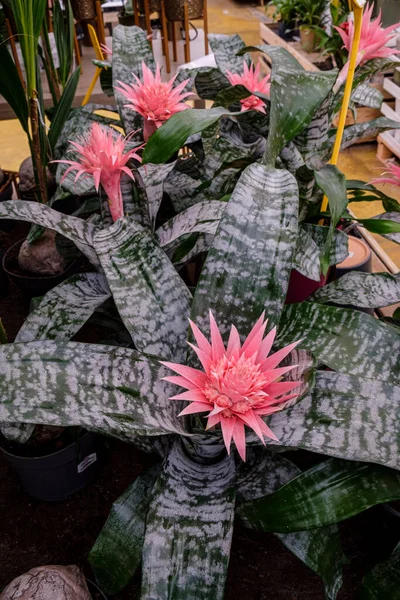 Aechmea fasciata, Mallorca, Balear Adaları, İspanya