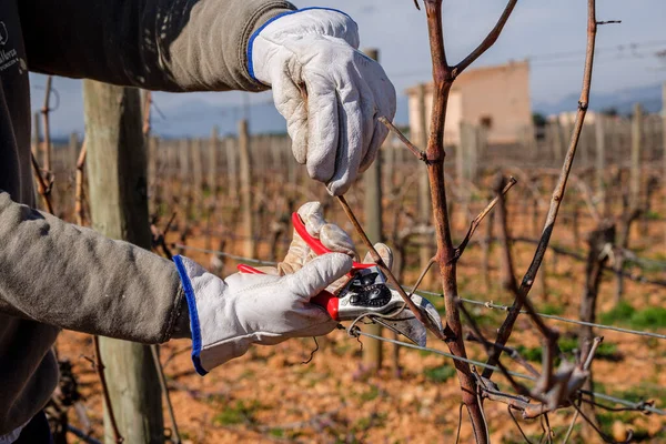 Pruning Vines Tianna Negre Vineyards Consell Mallorca Balearic Islands Spain —  Fotos de Stock