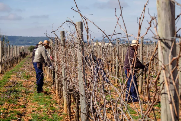 stock image pruning of vines, Tianna Negre vineyards, Consell, Mallorca, Balearic Islands, Spain