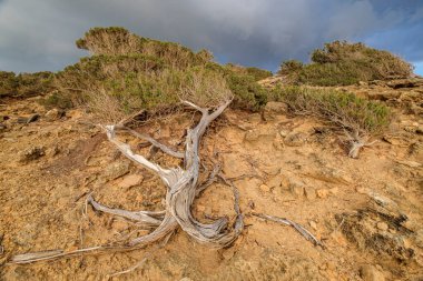 sabina tortured by the wind, Es Calo des Mort, Formentera, Pitiusas Islands, Balearic Community, Spain