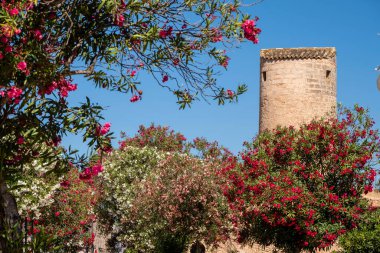 Moli d 'en Perdiu, Llucmajor, Mallorca, Balearic Adaları, İspanya