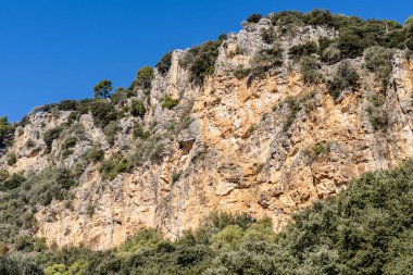 Mediterranean undergrowth vegetation in Coma dels Cairats, Son Moragues public estate, Valldemossa, Majorca, Balearic Islands, Spain