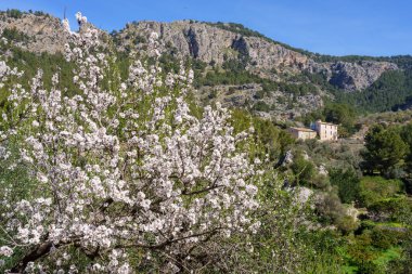 Badem Çiçeği ve Puig De Balitx, Sa Figuera Yolu, Soller, Mayorka, Balearic Adaları, İspanya