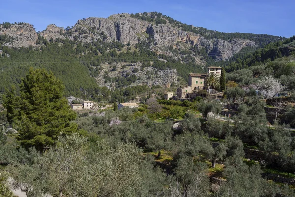 stock image almond blossom and Puig De Balitx, Sa Figuera road, Soller, Majorca, Balearic Islands, Spain