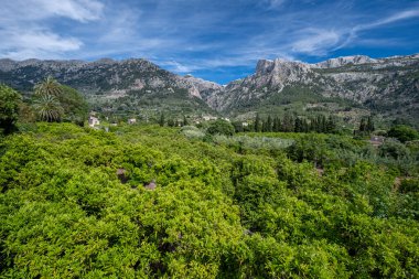 Arkasında dağlar olan portakal bahçesi, Soller vadisi rotası, Mallorca, Balearic Adaları, İspanya