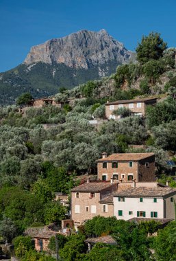 olive grove and Puig Major in the background, Soller valley, Mallorca, Balearic Islands, Spain