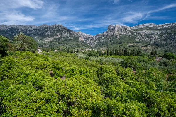 Orange Grove Mountains Background Soller Valley Route Mallorca Balearic Islands — Stockfoto