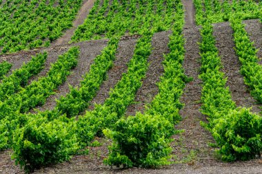 campo de vides (VigNoble du Languedoc-Rousillon), pirinos orientales, Francia, europa