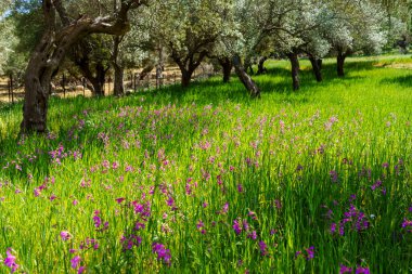 İlkbaharda herhangi bir zeytinlik için Binifor, Bunyola, Majorca, Balearic Adaları, İspanya