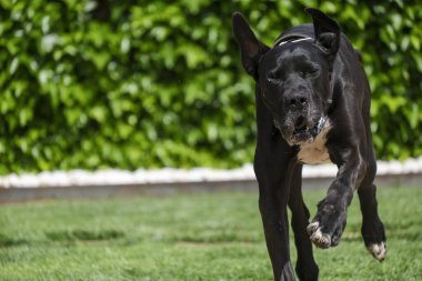 Büyük Danimarkalı kadın, Mayorka, Balear Adaları, İspanya