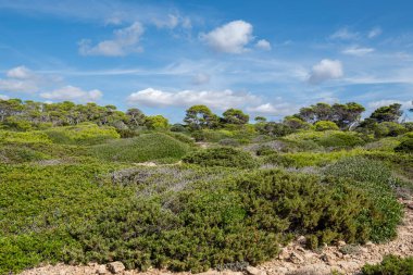 Akdeniz Ormanı ve Çalılık, Santanyi Sahili, Mallorca, İspanya