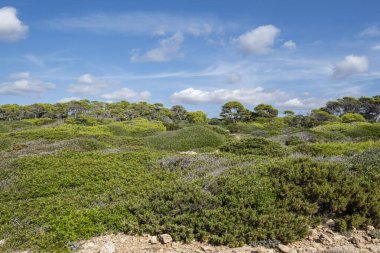 Akdeniz Ormanı ve Çalılık, Santanyi Sahili, Mallorca, İspanya