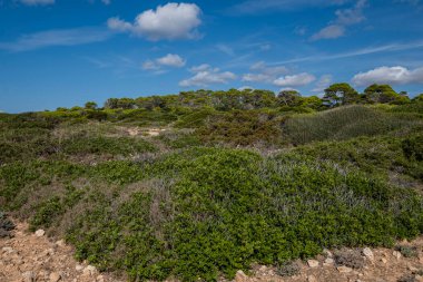 Akdeniz Ormanı ve Çalılık, Santanyi Sahili, Mallorca, İspanya