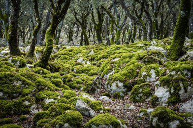 Holm Oak 'ta yosun, Mola de Planisi, Banyalbufar, Mallorca, İspanya