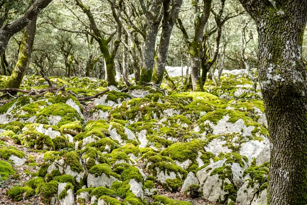 stock image Holm oak, Mola de Planisi, Banyalbufar, Mallorca, Spain