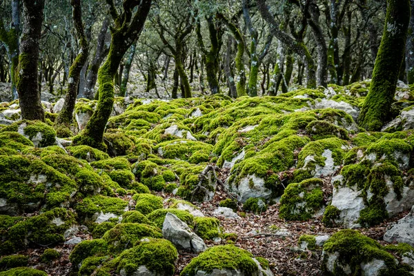 stock image moss at Holm oak, Mola de Planisi, Banyalbufar, Mallorca, Spain