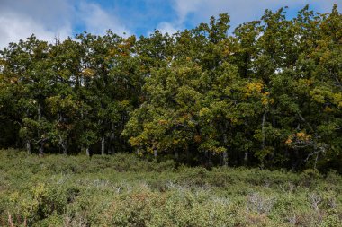 Sierra Norte de Guadalajara Doğal Parkı, Cantalojas, Guadalajara, İspanya