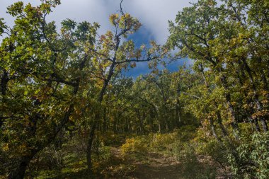 Sierra Norte de Guadalajara Doğal Parkı, Cantalojas, Guadalajara, İspanya