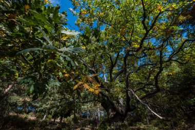 Las Guensas Centennial Oak, Sierra Norte de Guadalajara Doğal Parkı, Cantalojas, Guadalajara, İspanya