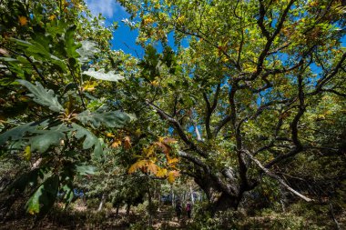 Las Guensas Centennial Oak, Sierra Norte de Guadalajara Doğal Parkı, Cantalojas, Guadalajara, İspanya