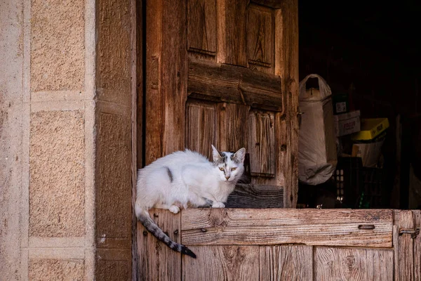 スペイン グアダラハラ州 ロミロス アティエンツァのポータルサイトの猫 — ストック写真