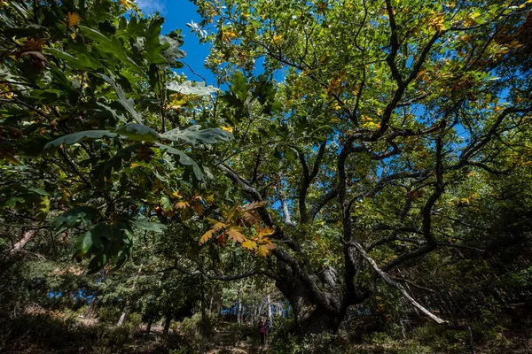 Las Guensas Centennial Oak Sierra Norte Guadalajara Natural Park Cantalojas — стоковое фото