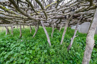 elongated arms of fig, Formentera, Pitiusas Islands, Balearic Community, Spain