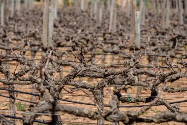Cap de Barbaria Şaraphanesi Formentera, Pitiusas Adaları, Balear Community, İspanya
