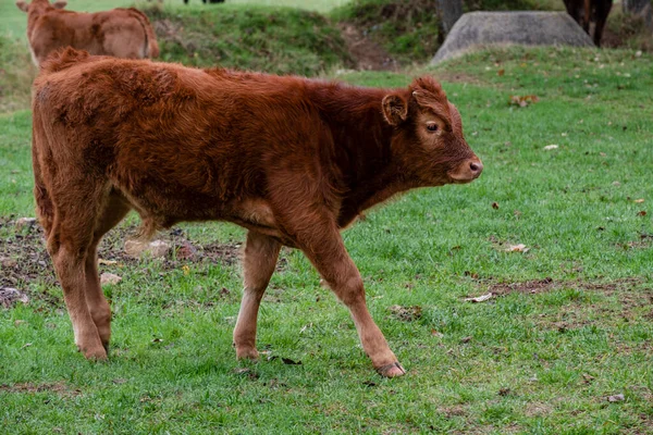 Herd Cows Calves Waterhole Santo Domingo Silos Burgos Province Spain — Stock Photo, Image