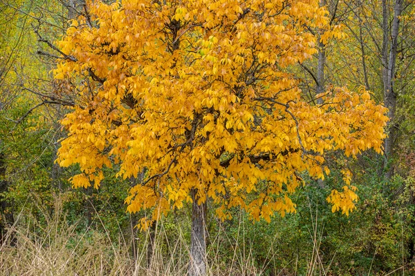 Chestnut Autumn Covarrubias Burgos Province Spain — Stock Photo, Image