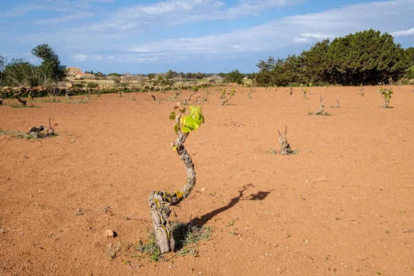 stock image vine strains, Portossaler, Formentera, Pitiusas Islands, Balearic Community, Spain