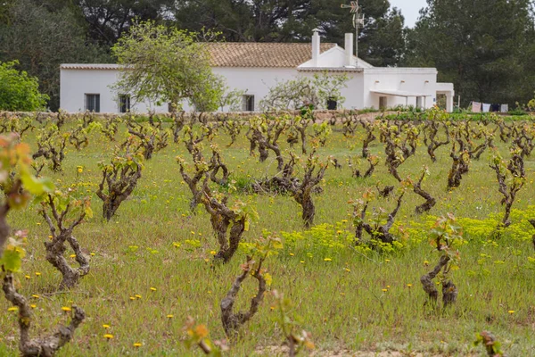 Winnica Formentera Wyspy Pitiusas Wspólnota Balearów Hiszpania — Zdjęcie stockowe