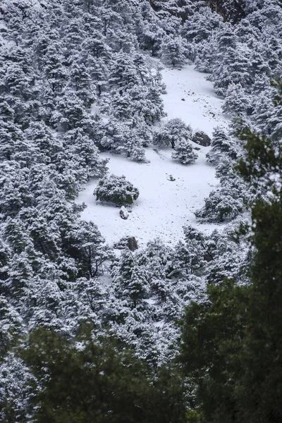 Snowy Holm Oak Penyal Migdia Fornallutx Majorca Balearic Islands Spain — стокове фото