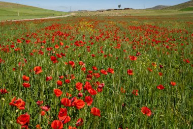 campo de amapolas, Azrou, Ifrane, Marruecos, Afrika