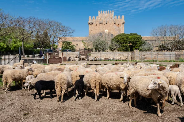 Kudde Schapen Gehuisvest Voor Canyameltoren Xiii Eeuw Gemeente Capdepera Mallorca — Stockfoto