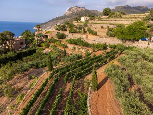 Stock image cultivation terraces, Banyalbufar, Majorca, Balearic Islands, Spain