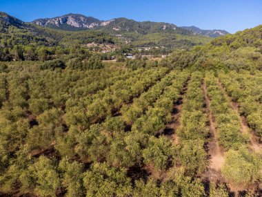 Olive Groves of Son Quint hava görüntüsü,