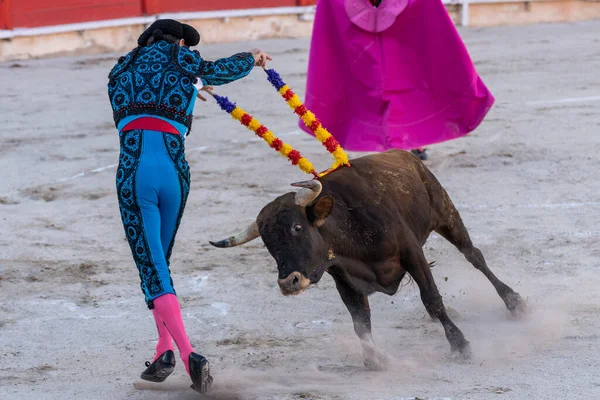 Bullfighter Capping Steer Heifer Bullfight Inca Majorca Balearic Islands Spain — Stock Photo, Image