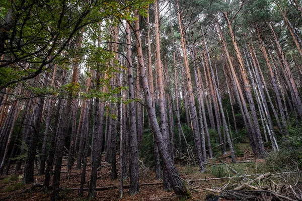 stock image repopulation of pines, Sierra de Santo Domingo protected landscape, Biel, Cinco Villas, Aragon, Spain