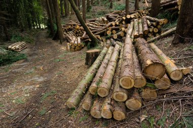 Trabajos ormanları, Parque Natural de Pagoeta, Guipuzcoa, Euzkadi, İspanya