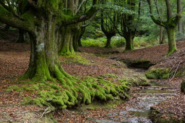 Hayedo de Otzarreta, fagus Sylvatica, parque natural Gorbeia, Alava-Vizcaya, Euzkadi, İspanya