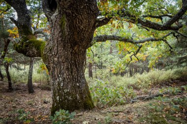 Las Guensas Centennial Oak, Sierra Norte de Guadalajara Doğal Parkı, Cantalojas, Guadalajara, İspanya