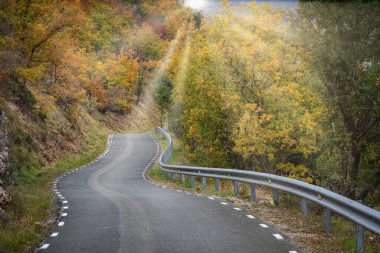 Sonbaharda meşe koruluğundan geçen yol, Las Merindades, Burgos, İspanya