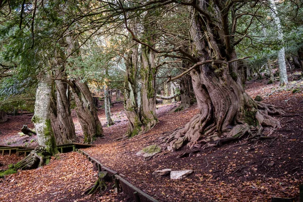 Centennial porsukları, Tejeda de Tosande. Fuentes Carrionas Doğal Parkı, Fuente Cobre- Palentina Dağı. Palencia, İspanya