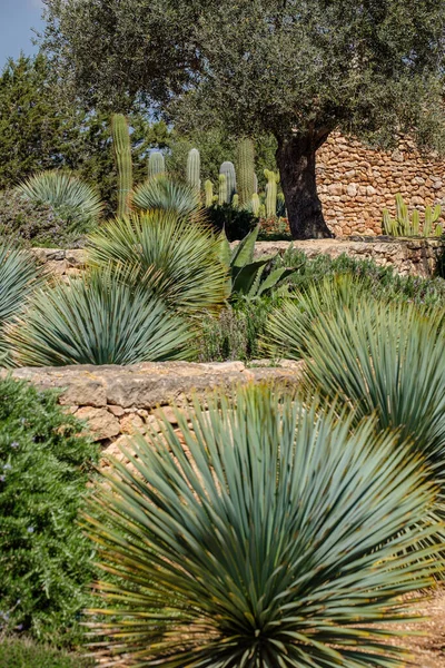 Cap de Barbaria şaraphanelerinde zeytin, Formentera, Pitiusas Adaları, Balear Community, İspanya