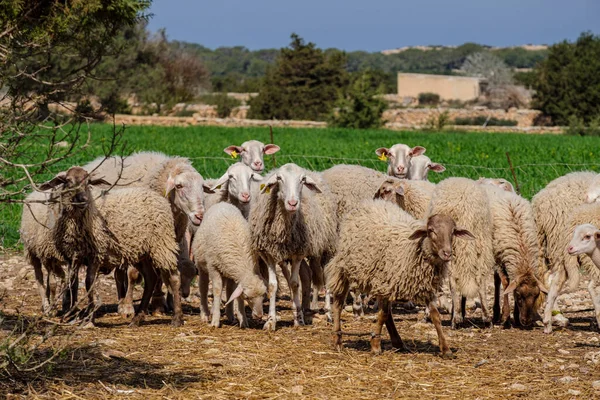 flock of sheep in a field, Formentera, Pitiusas Islands, Balearic Community, Spain